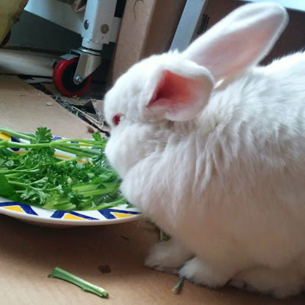 Meet your Posher, Clara